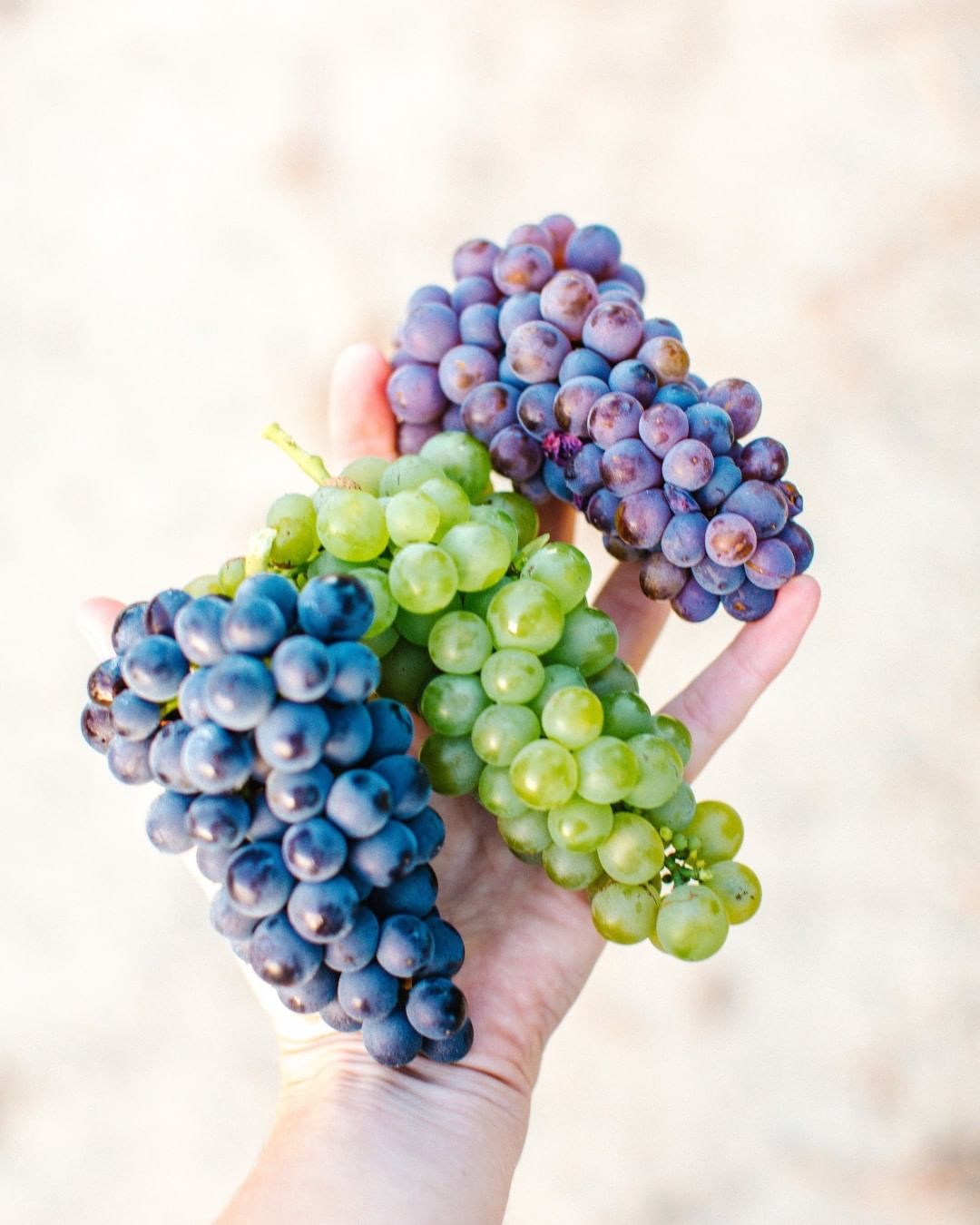 Metafield Product test