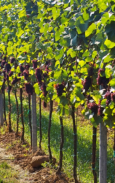 O3 Black Label Chardonnay